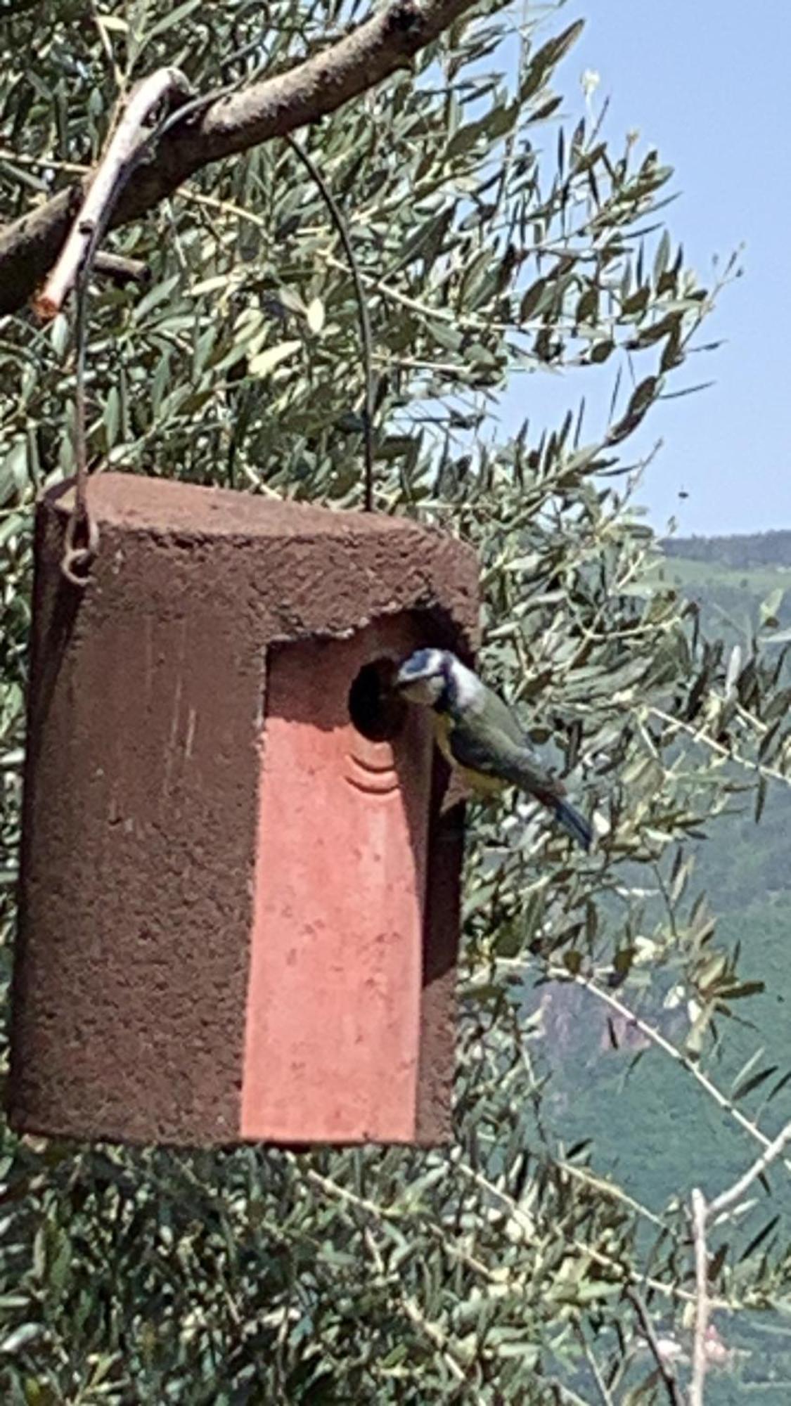 Gfillhof Ferienwohnung 3 Appiano Sulla Strada Del Vino Dış mekan fotoğraf