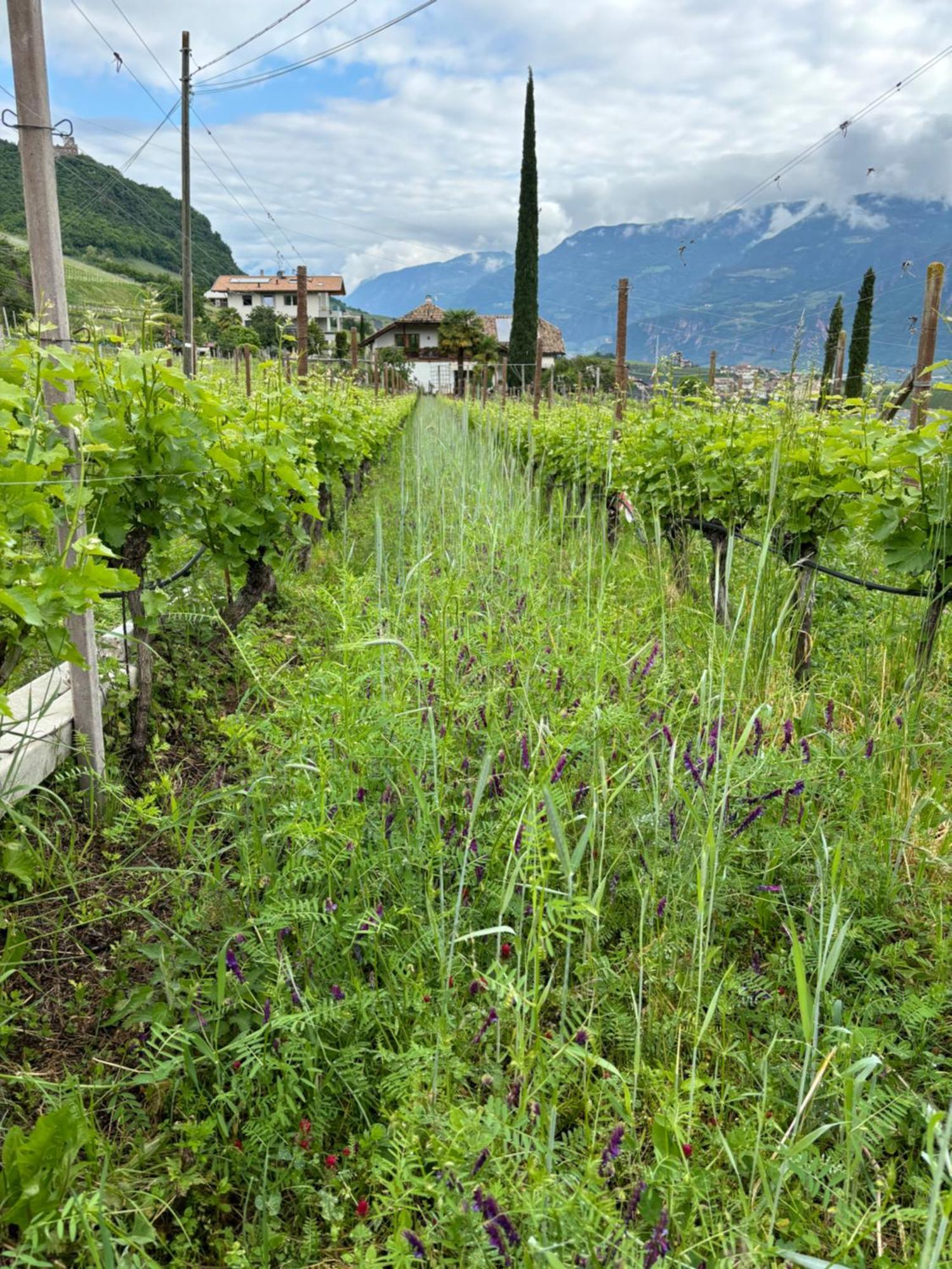 Gfillhof Ferienwohnung 3 Appiano Sulla Strada Del Vino Dış mekan fotoğraf